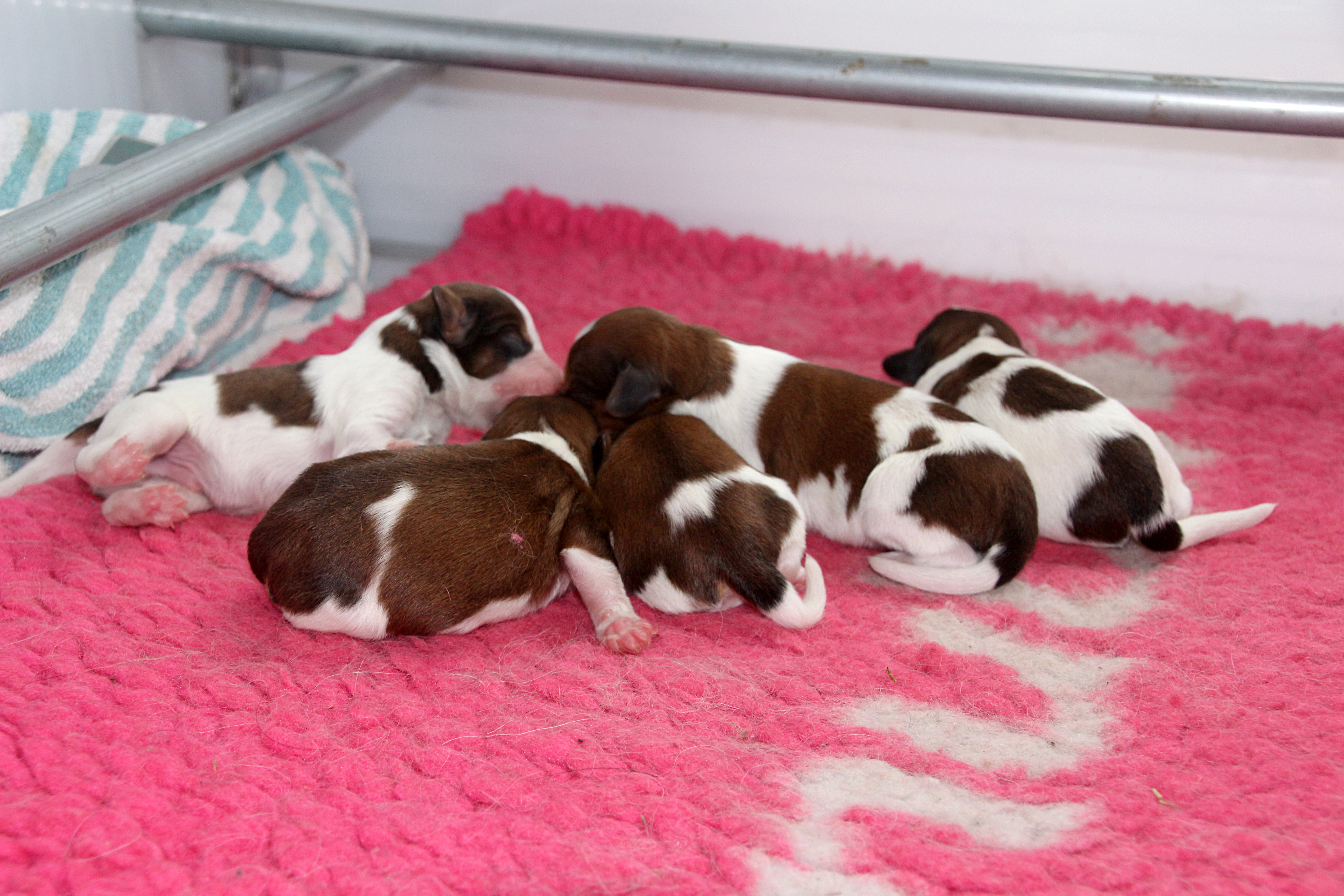 in plaats daarvan Voorkomen opleggen Puppies geboren! | Sensifi's